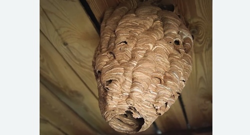 Обработка от шершней в Зеленокумске