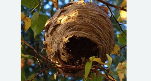 Уничтожение шершней в Зеленокумске