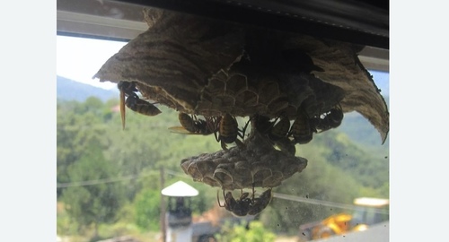 Уничтожение гнёзд шершней в Зеленокумске