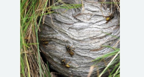 Уничтожение ос и ульев в Зеленокумске