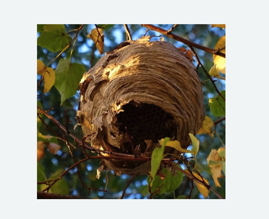 Обработка от шершней в Зеленокумске