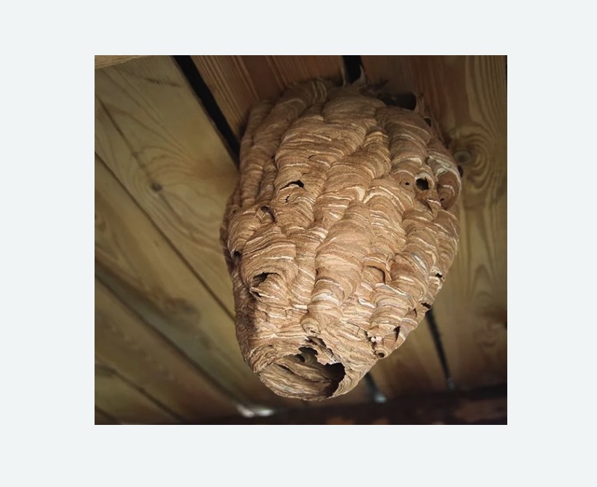 обработка от шершней в Зеленокумске