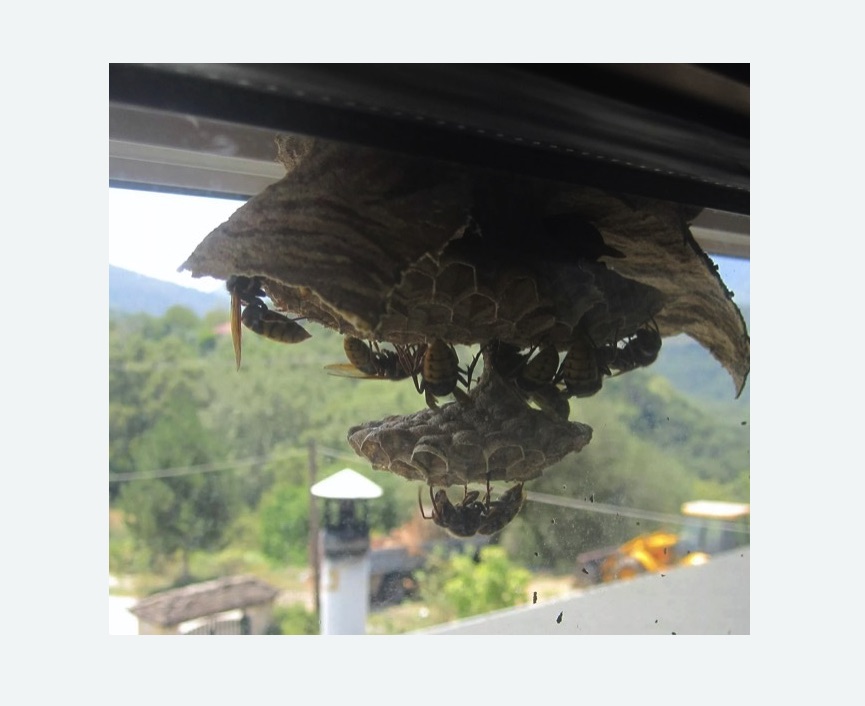 Уничтожение гнёзд шершней в Зеленокумске