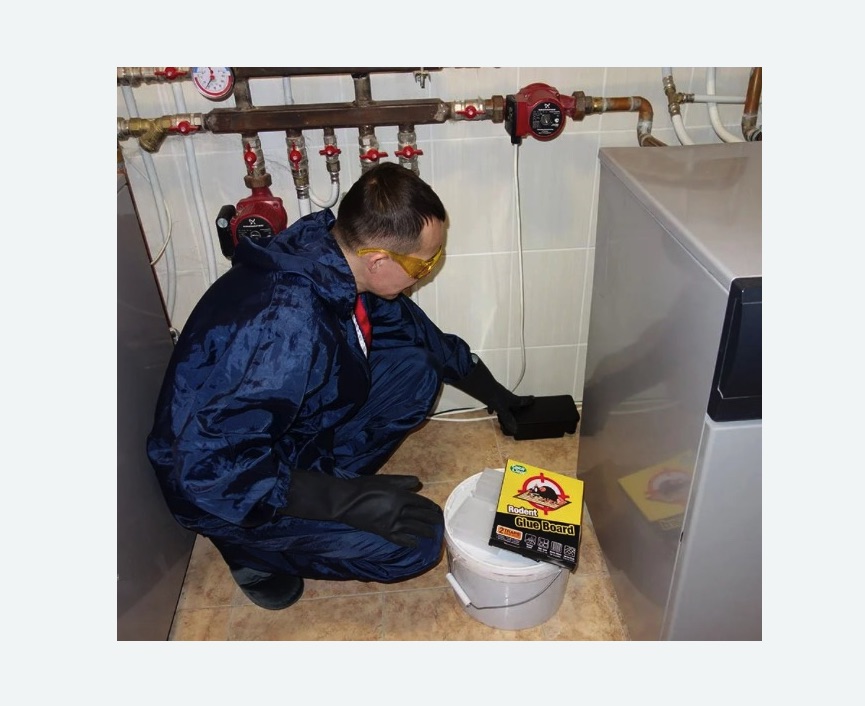 Уничтожение крыс в Зеленокумске