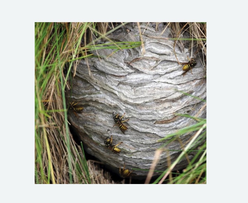 Уничтожение ос и ульев в Зеленокумске